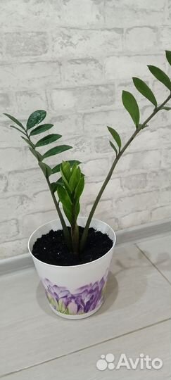 Замиокулькас