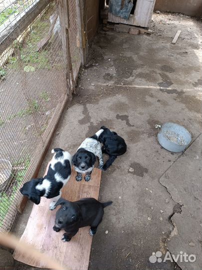 Щенки Русского спаниеля и Курцхара