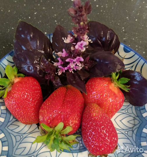 Рассада клубники