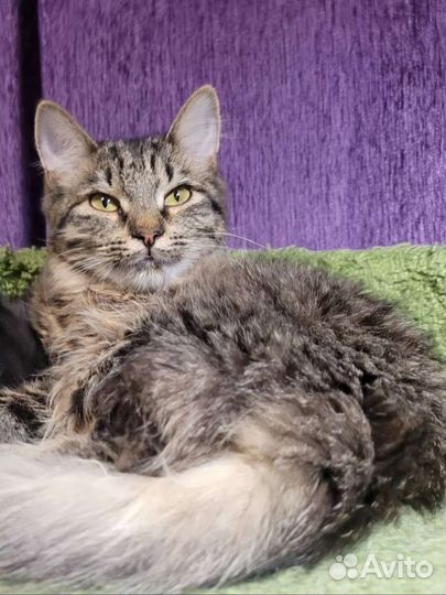 Молодая кошка