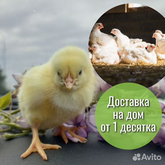 Суточный бройлер Росс308 в ст. Фастовецкой