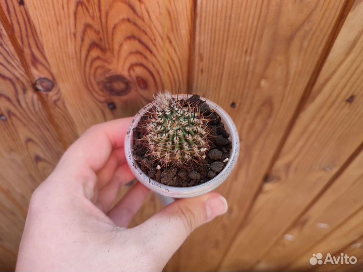 Кактус цветущий