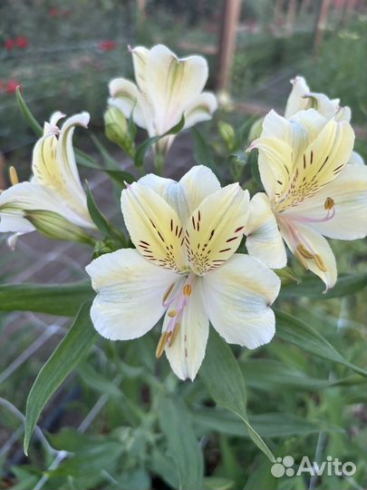 Корни Альстрёмерии