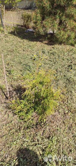 Туя брабант