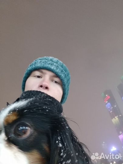 Зооняня, Догситтер крупных собак