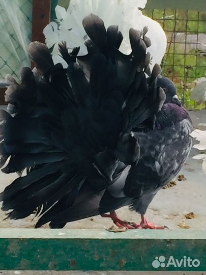 Продажа голубей