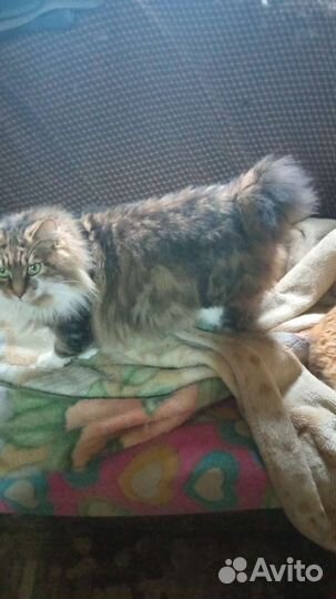 Котята курильский бобтейл