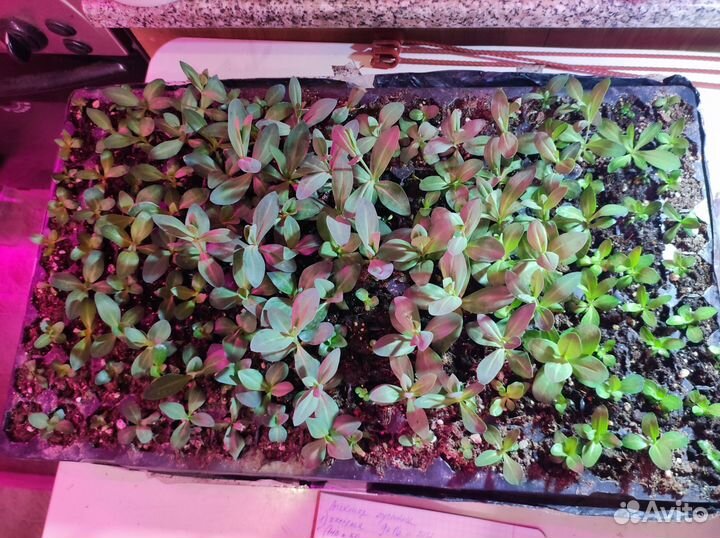 Эустома в кассетах