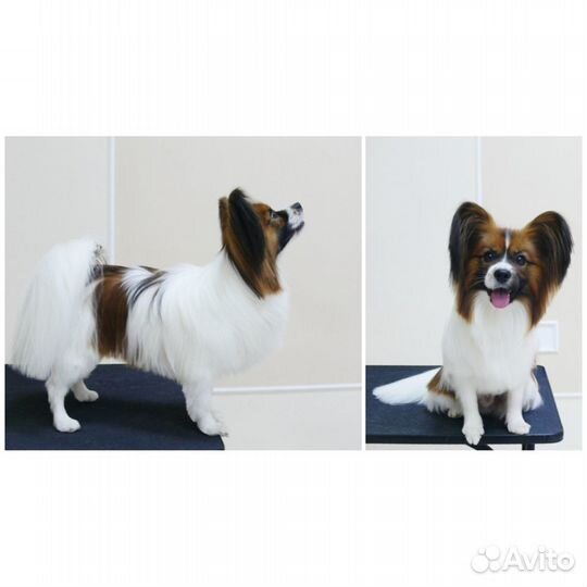 Зоосалон, груминг, стрижка животных