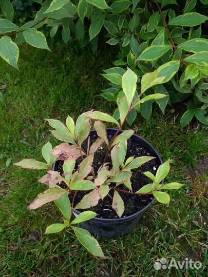 Вейгела, чубушник