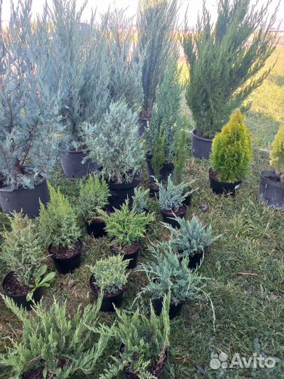 Можжевельник блю эрроу