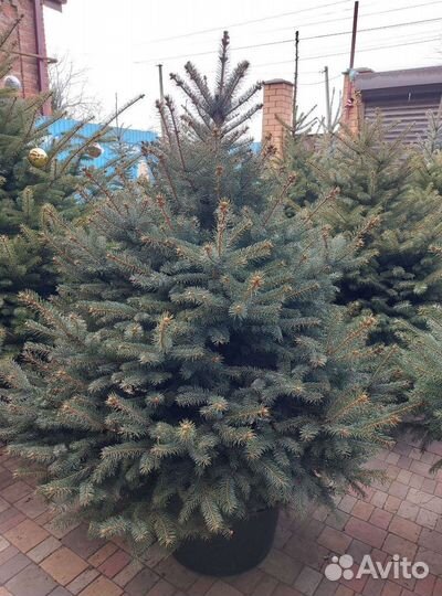 Ель 1.2м
