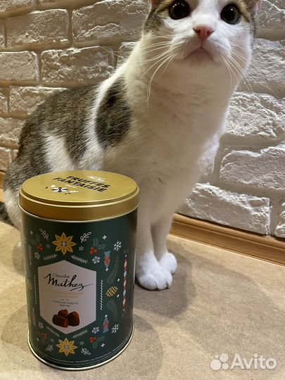 Банка металлическая сиреневая, изумрудная