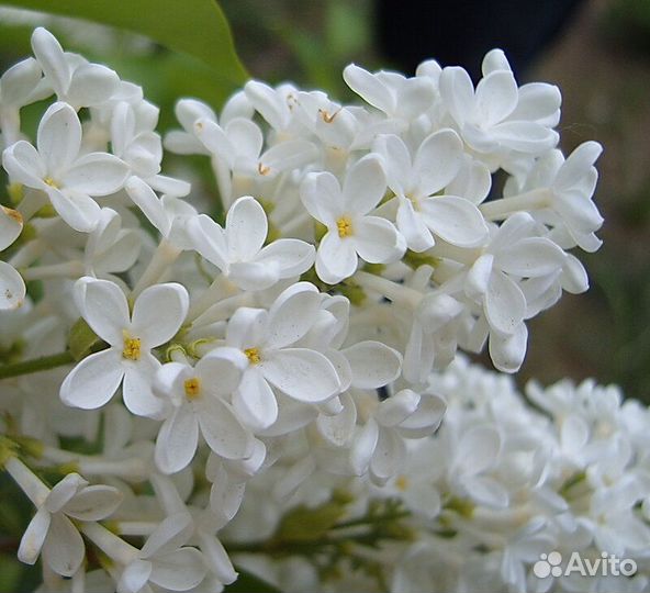 Рассада и саженцы