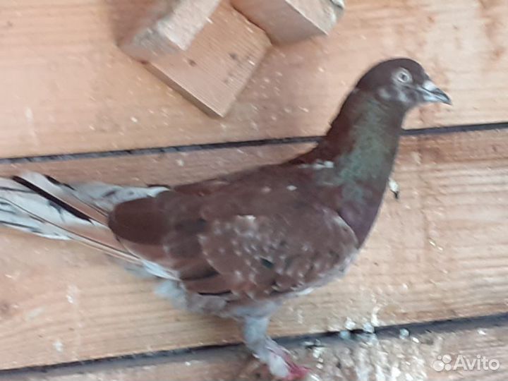 Бакинские голуби