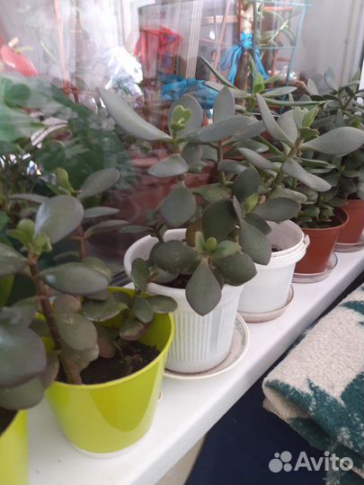 Денежное дерево