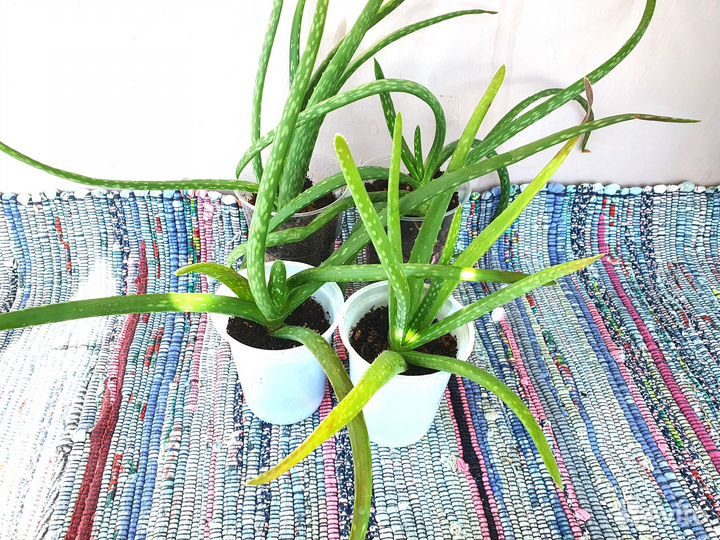 Алоэ вера растение комнатное