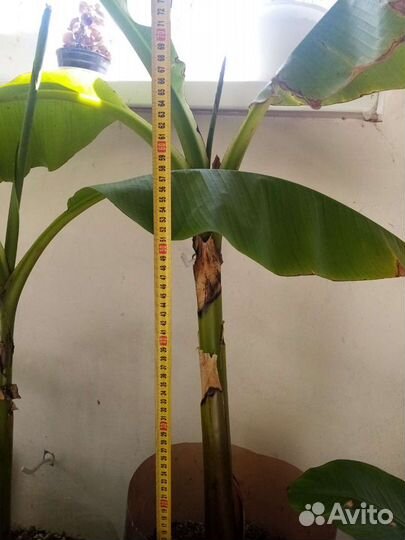 Банановая пальма