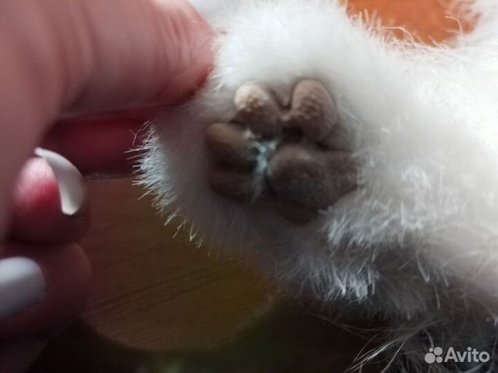 Кошка Лулу интерактивная - Hasbro