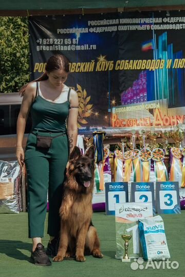 Хендлер - выставки собак, кинолог