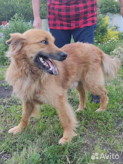 Собака в добрые руки