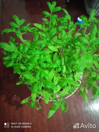 Смесь сортов