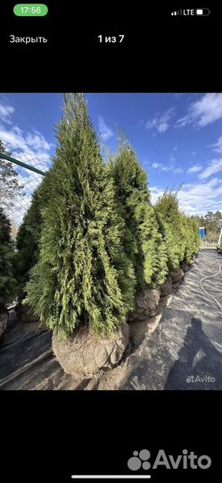 Туя смарагд