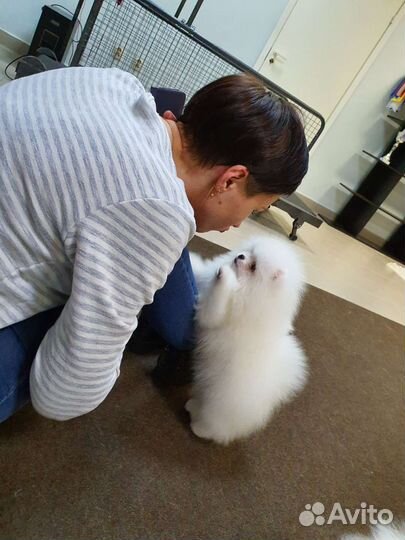 Шпиц белый для вязок