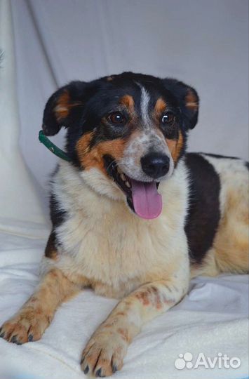 Нюта в хорошие руки