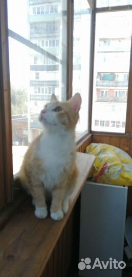 Рыжий добряк