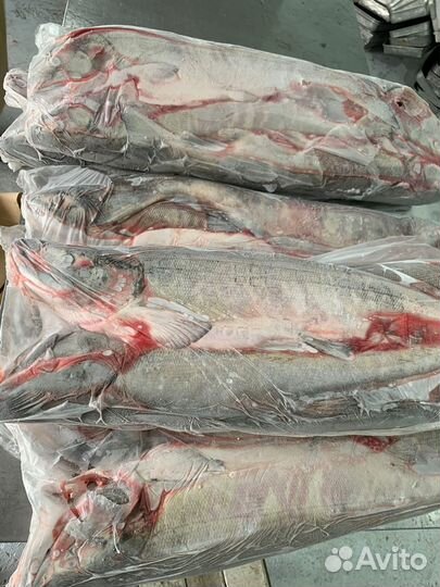 Рыба кета свежемороженая