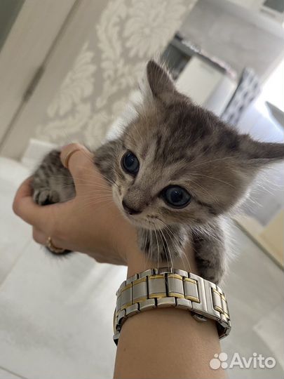 Кошки в добрые руки бесплатно