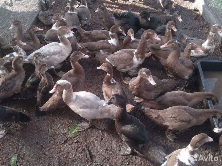 Мускусные утки индоутки индоутята