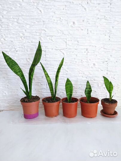 Сансевиерия