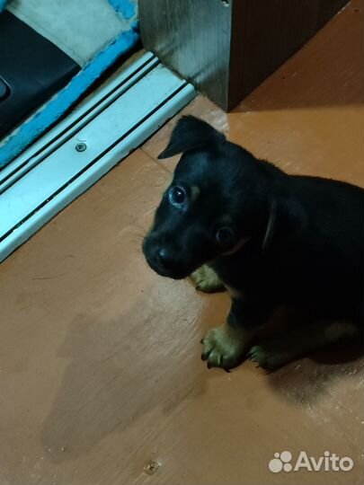 Продам щенка
