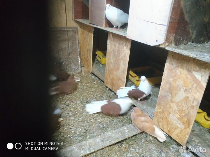 Голуби мастные, краснобокие