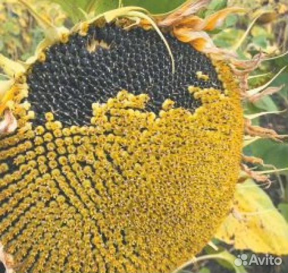 Подсолнечник Енисей скороспелый масличный сорт