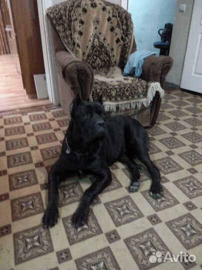 Вязка (кобель)