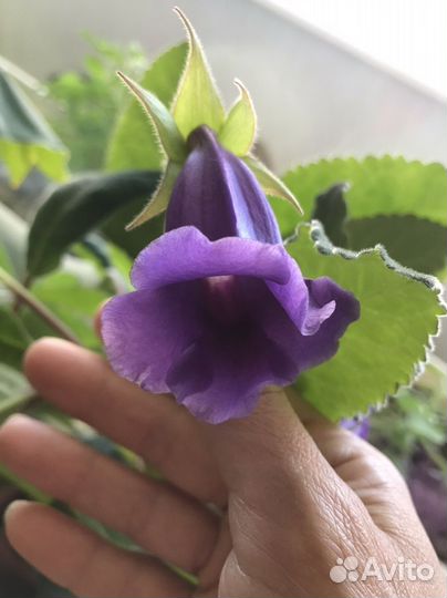 Глоксиния в горшке