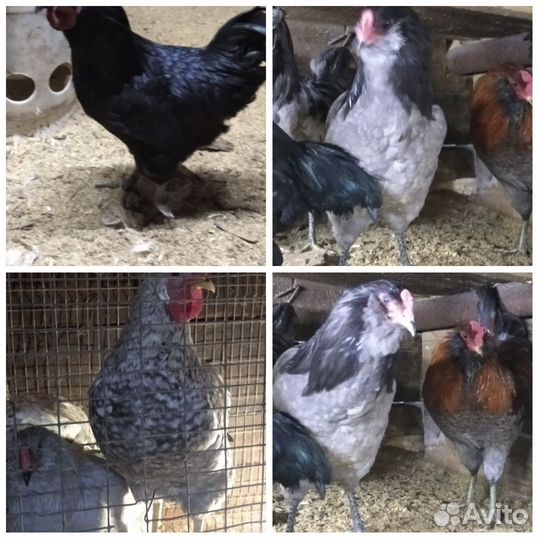 Яйца на инкубацию