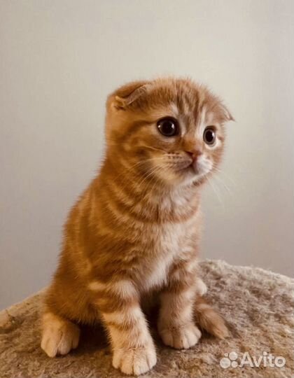 Котик на вязку