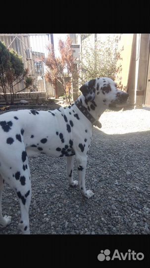 Далматинец на вязку