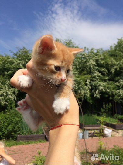 Котята от кошки крысоловки