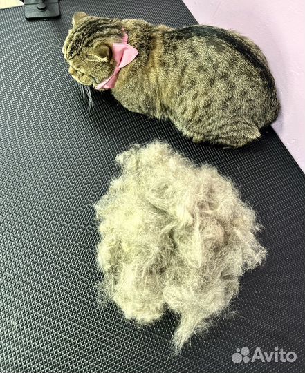 Бесплатная стрижка собак