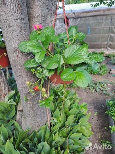 Ампельная ремонтантная клубника с розовыми цветами