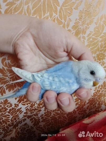 Птенцы волнистый попугай