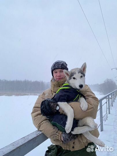 Комбинезон для собаки на флисе