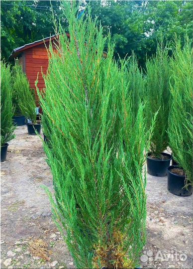 Можжевельник Блю Эрроу С3/Доставка