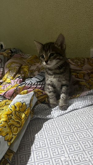 Котятки девочки