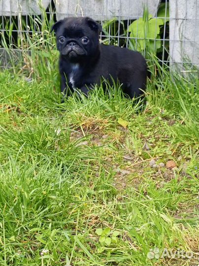 Щенки мопса